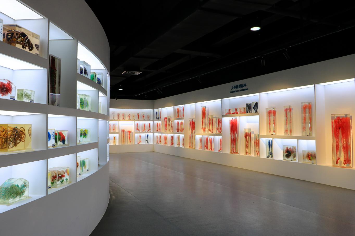 beat365正版官网人体科学馆铸型标本展区