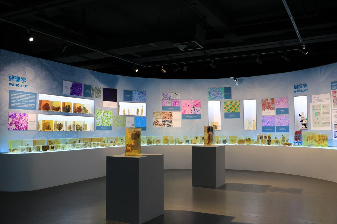beat365正版官网人体科学馆病理、组胚标本展区